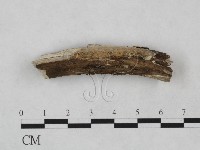 藏品(絲皮菌屬)的圖片