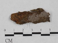 藏品(刺革菌屬)的圖片