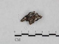 藏品(絲皮菌屬)的圖片