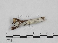 藏品(射脈菌屬)的圖片