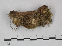 藏品(銳孔菌屬)的圖片