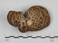 藏品(多孔菌屬)的圖片