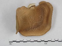 藏品(多孔菌屬)的圖片