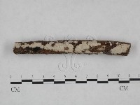 藏品(筍殼菌屬)的圖片