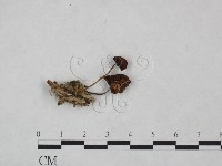 藏品(小皮傘屬)的圖片