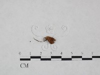 藏品(小皮傘屬)的圖片