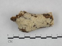 藏品(絲皮菌屬)的圖片