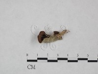 藏品(毛木耳)的圖片