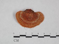 藏品(血紅密孔菌)的圖片