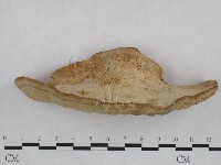 藏品(栓菌屬)的圖片