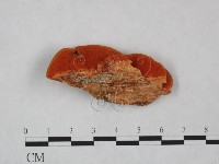 藏品(血紅密孔菌)的圖片