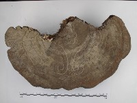 藏品(靈芝屬)的圖片