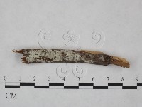 藏品(冇骨消絲齒菌)的圖片