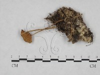 藏品(小菇屬)的圖片