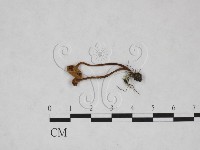 藏品(濕傘屬)的圖片