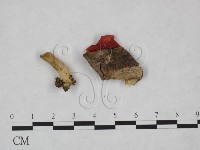 藏品(紅菇屬)的圖片