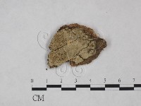 藏品(串擔革菌屬)的圖片