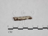 藏品(絲皮菌屬)的圖片