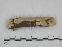 藏品(顯絲菌屬)的圖片