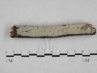 藏品(剛毛絲皮菌)的圖片