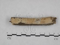 藏品(顯絲菌屬)的圖片