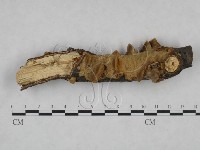 藏品(纖孔菌屬)的圖片