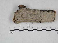 藏品(刺皮菌屬)的圖片