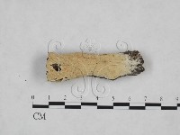 藏品(齒耳菌屬)的圖片