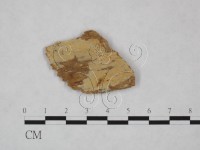 藏品(絲齒菌屬)的圖片