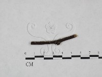 藏品(絲齒菌屬)的圖片