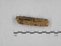 藏品(絲齒菌屬)的圖片