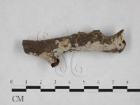 藏品(刺皮菌屬)的圖片