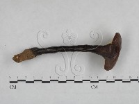 藏品(靈芝屬)的圖片