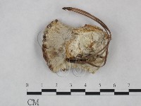 藏品(靈芝屬)的圖片