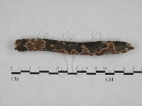 藏品(附毛菌屬)的圖片