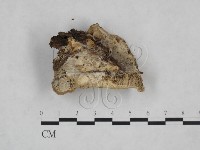 藏品(多年臥孔菌屬)的圖片