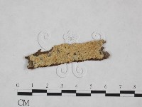 藏品(絲齒菌屬)的圖片