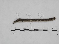 藏品(顯絲菌屬)的圖片