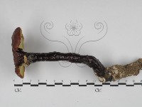 藏品(赤芝)的圖片