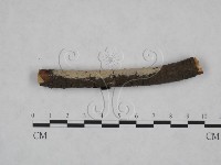 藏品(顯絲菌屬)的圖片