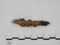 藏品(韌革菌屬)的圖片