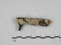 藏品(齒耳菌屬)的圖片