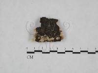 藏品(射脈菌屬)的圖片