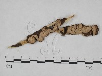 藏品(韌革菌屬)的圖片