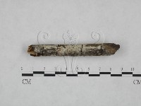 藏品(冇骨消絲齒菌)的圖片