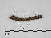 藏品(刺革菌屬)的圖片