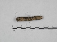 藏品(顯絲菌屬)的圖片