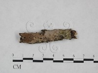 藏品(顯絲菌屬)的圖片