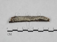 藏品(絲皮菌屬)的圖片