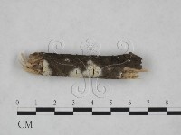 藏品(絲皮菌屬)的圖片